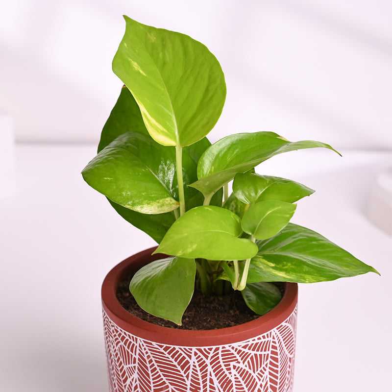 Money Plant With Diwali Treats N Diyas