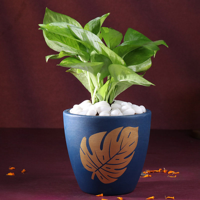 Product Image Video