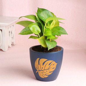 Money Plant With Golden Design Blue Pot