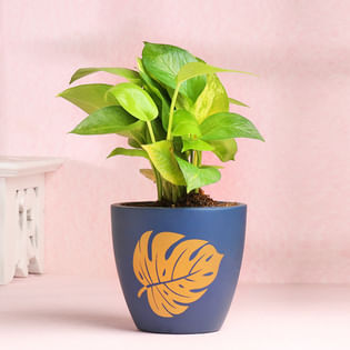 Money Plant Online