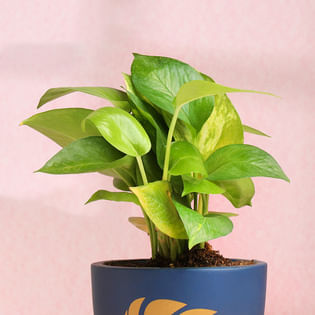 Buy Money Plant Online