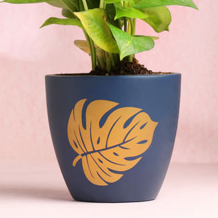 Buy Golden Design Blue Pot