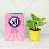 Money Plant With Greeting Card