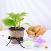 Money Plant With Holi Gujiyas N Gulals