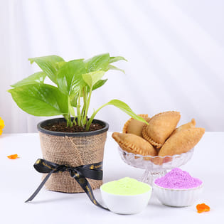 Money Plant With Holi Gujiyas N Gulals