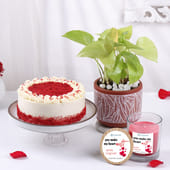 Money Plant With Red Velvet Cake N Vanilla Candle