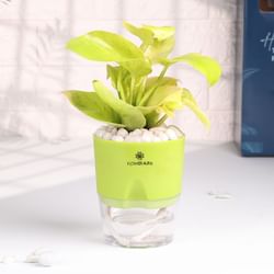 Money Plant With Self Watering Pot