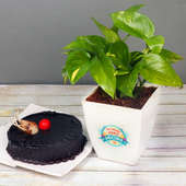 Money Plant with Chocolate Truffle Cake Combo for Mom