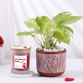 Money Plant With Vanilla Magnolia Scented Candle