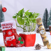 Money Plant With Xmas Sock N Ferrero