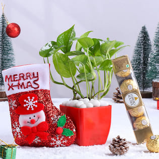 Money Plant With Xmas Sock N Ferrero