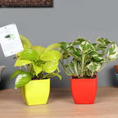 Money Pothos Plant Combo - Good Luck Plant Indoor in Blossom Vases