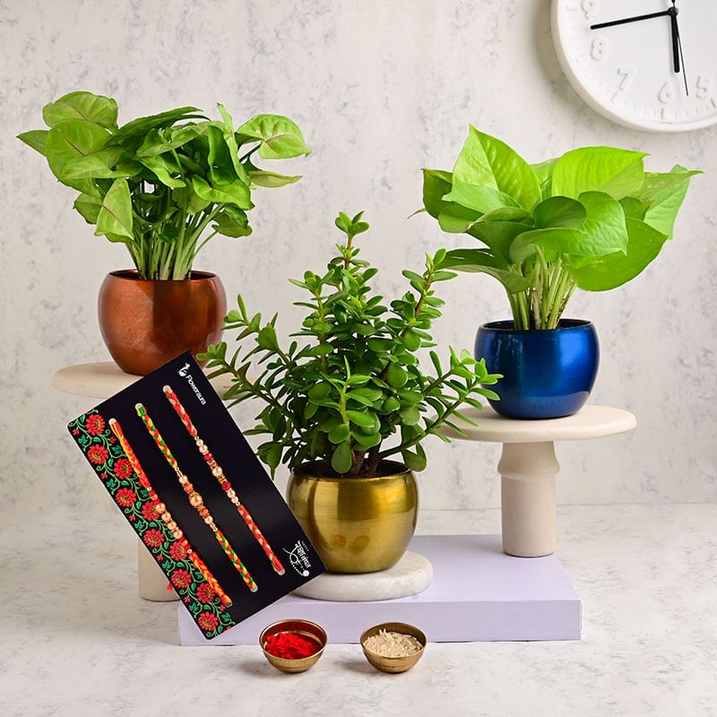 Buy Money Syngonium N Jade With Rakhi Trio Online