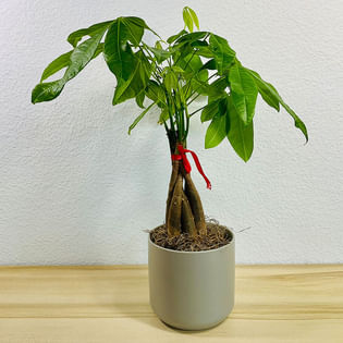 Money Tree Pachira Braid in Grey Pot