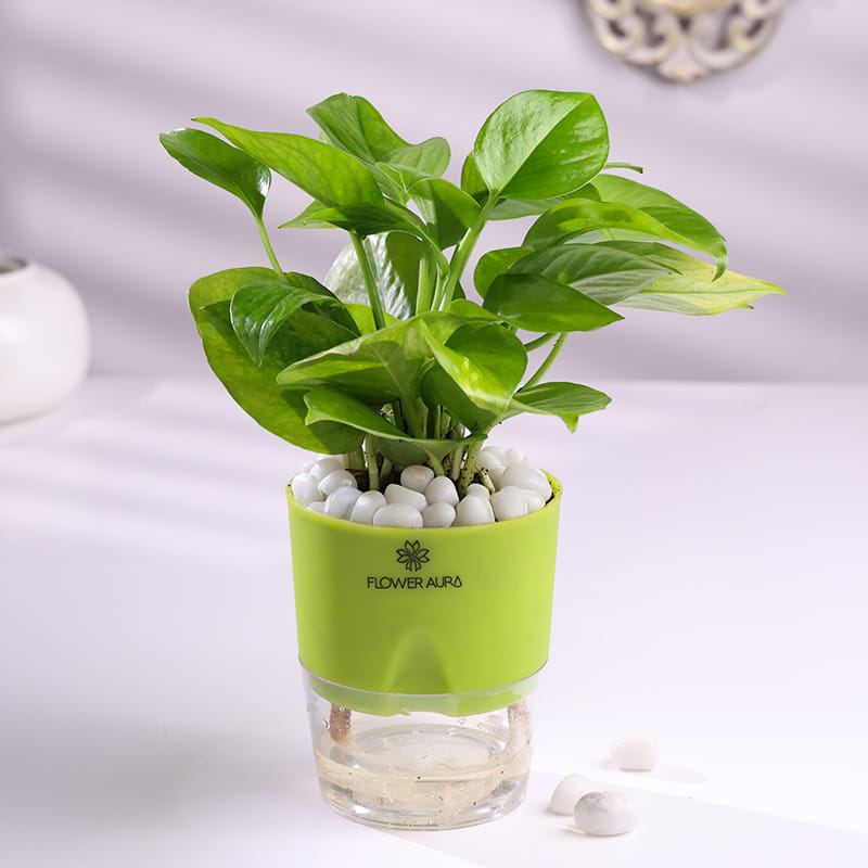 Product Image Video