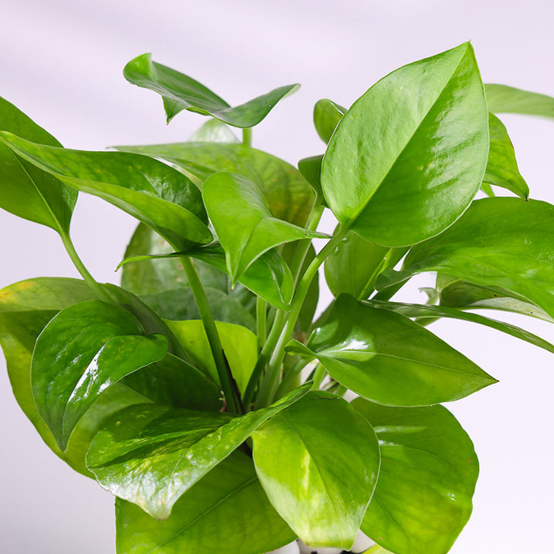 Product Image Video