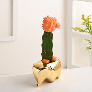 Moon Cactus In Golden Elephant Ceramic Pot