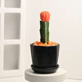 Moon Cactus In Italian Cake Black Pot