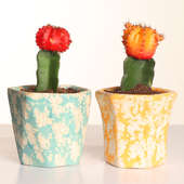 Orange and Red Moon Cactus Plant Duo
