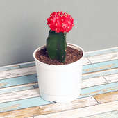 Moon Cactus Plant Red in a Vase