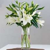 Buy Moonshine Lilies for Valentines Day