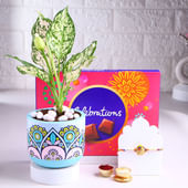 Mor Pankh Rakhi With Aglaonema Plant N Chocolates