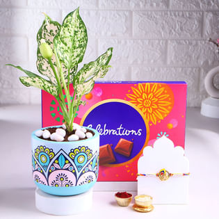 Mor Pankh Rakhi With Aglaonema Plant N Chocolates