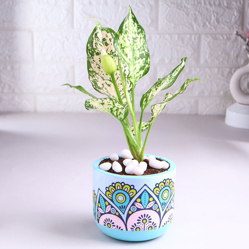 Product Image Video