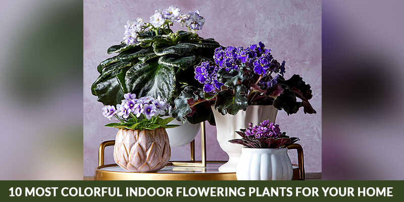 10 Most Colorful Indoor Flowering Plants for your Home