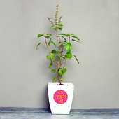 Mothers Special Tulsi Plant in a Vase