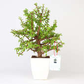 Motherly Jade Bonsai Plant