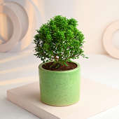 Murraiya Ball Plant In Green Ceramic Pot Online 