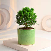 Buy Murraiya Ball Plant In Green Ceramic Pot Online 