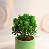 Send Murraiya Ball Plant In Green Ceramic Pot Online 
