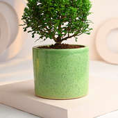 Order Murraiya Ball Plant In Green Ceramic Pot Online 