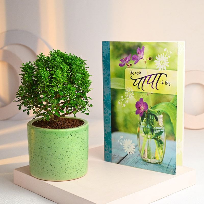 Murraya Plant In Green Pot N Pyaare Papa Card