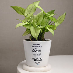 My Dad My World Plant