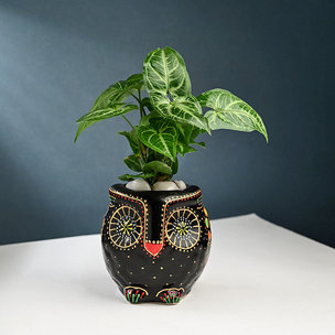 Mystic Green Syngonium In Owl Pot
