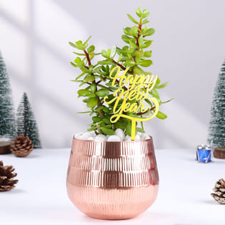 New Year Jade Plant In Metal Pot