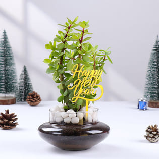 New Year Jade Plant In Potpourri Pot