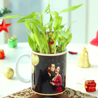 Buy Lucky Bamboo Plant Online