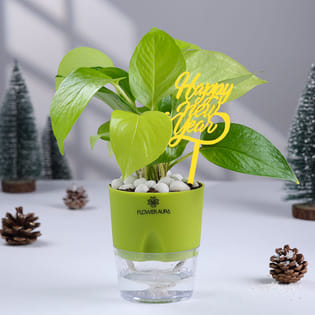 New Year Money Plant In Self Watering Pot