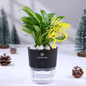New Year Peace Lily In Self Watering Pot