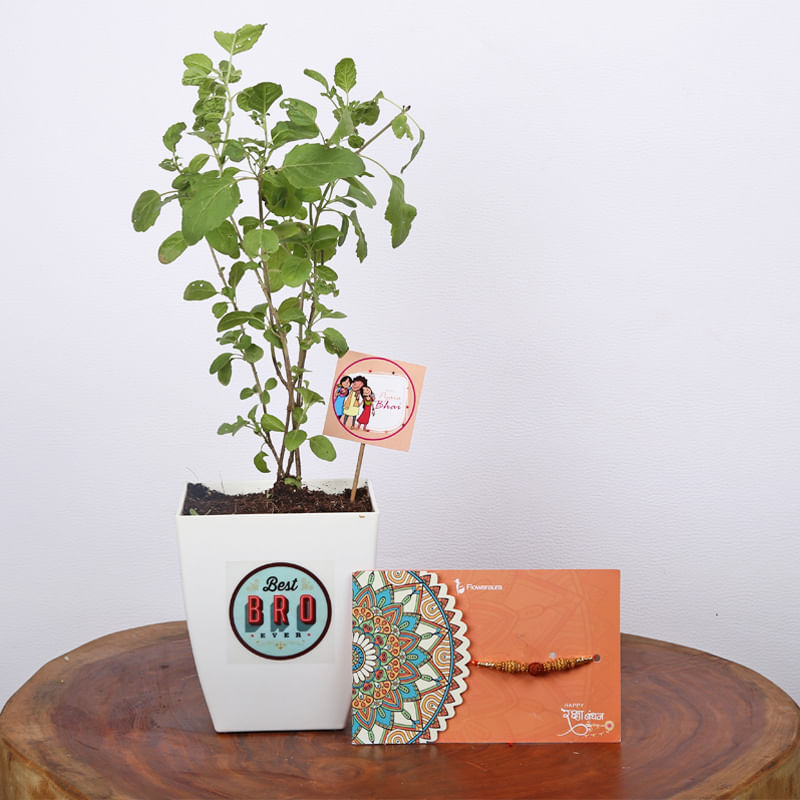 Nok Jhok Tulsi Rakhi Plant