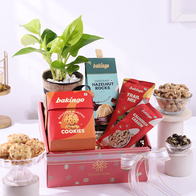 Nutty Bites N Money Plant Hamper