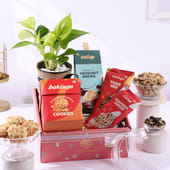 Nutty Bites N Money Plant Hamper