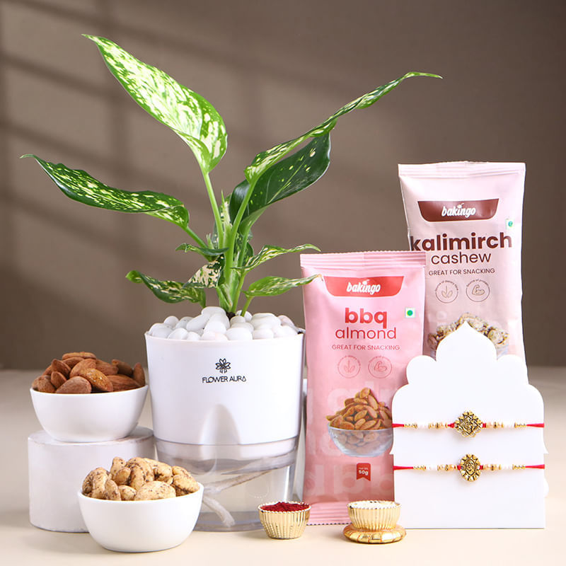 Om Rakhi Duo With Aglaonema Plant N Nutty Treats