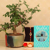Om Rakhi Greeting Bonsai Combo - One Divine Rakhi with Roli and Chawal and Personalised Greeting Card and Bonsai Plant in Sunrise Multi Shade Tray