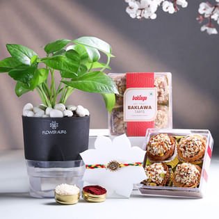 Om Rakhi With Money Plant N Baklawa Tarts