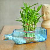 Online Plant - One Lucky Bamboo Bunch